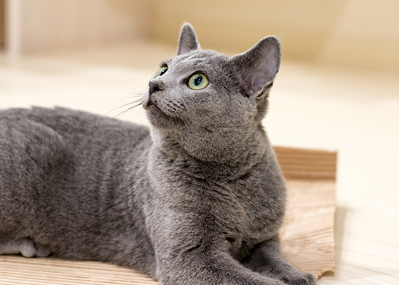 LIPMY猫スタッフ ココア