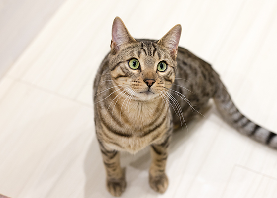 LIPMY猫スタッフ クッキー