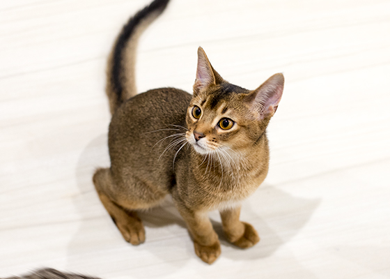 LIPMY猫スタッフ マロン