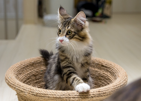 LIPMY猫スタッフ ミエル