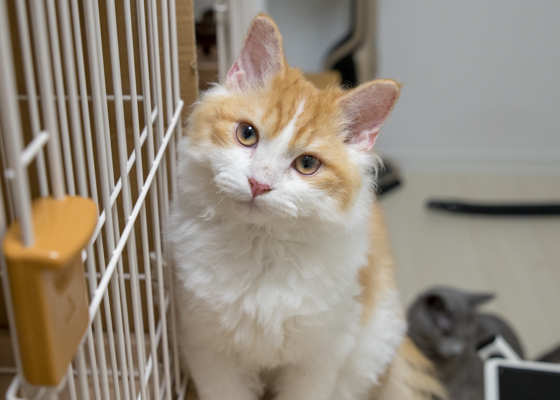 LIPMY猫スタッフ もなか