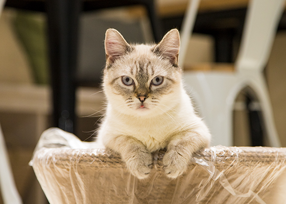 LIPMY猫スタッフ おもち