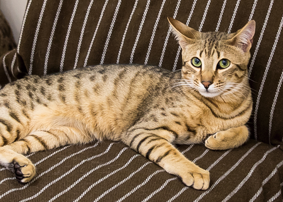 LIPMY猫スタッフ ラスク