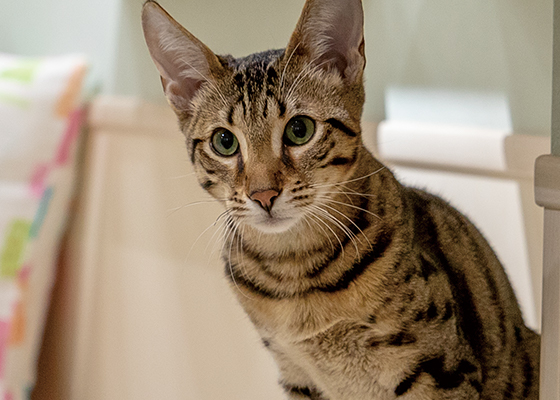 LIPMY猫スタッフ タルト